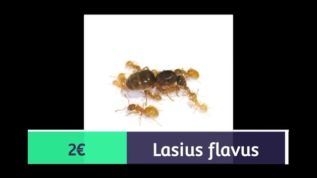 MyrmecoAnts restockage 28 aout #Fourmis #myrmecology#ants смотреть онлайн