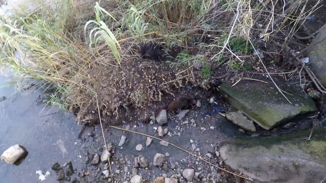 41 часть. Ретро Ситроен. Устаревшая техника, Купила солнечный контролер, тесты. наша крыша. Италия смотреть онлайн