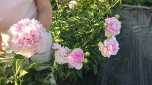 Myra Macrae peony. Майра Мак Рей пион. Пулков сад