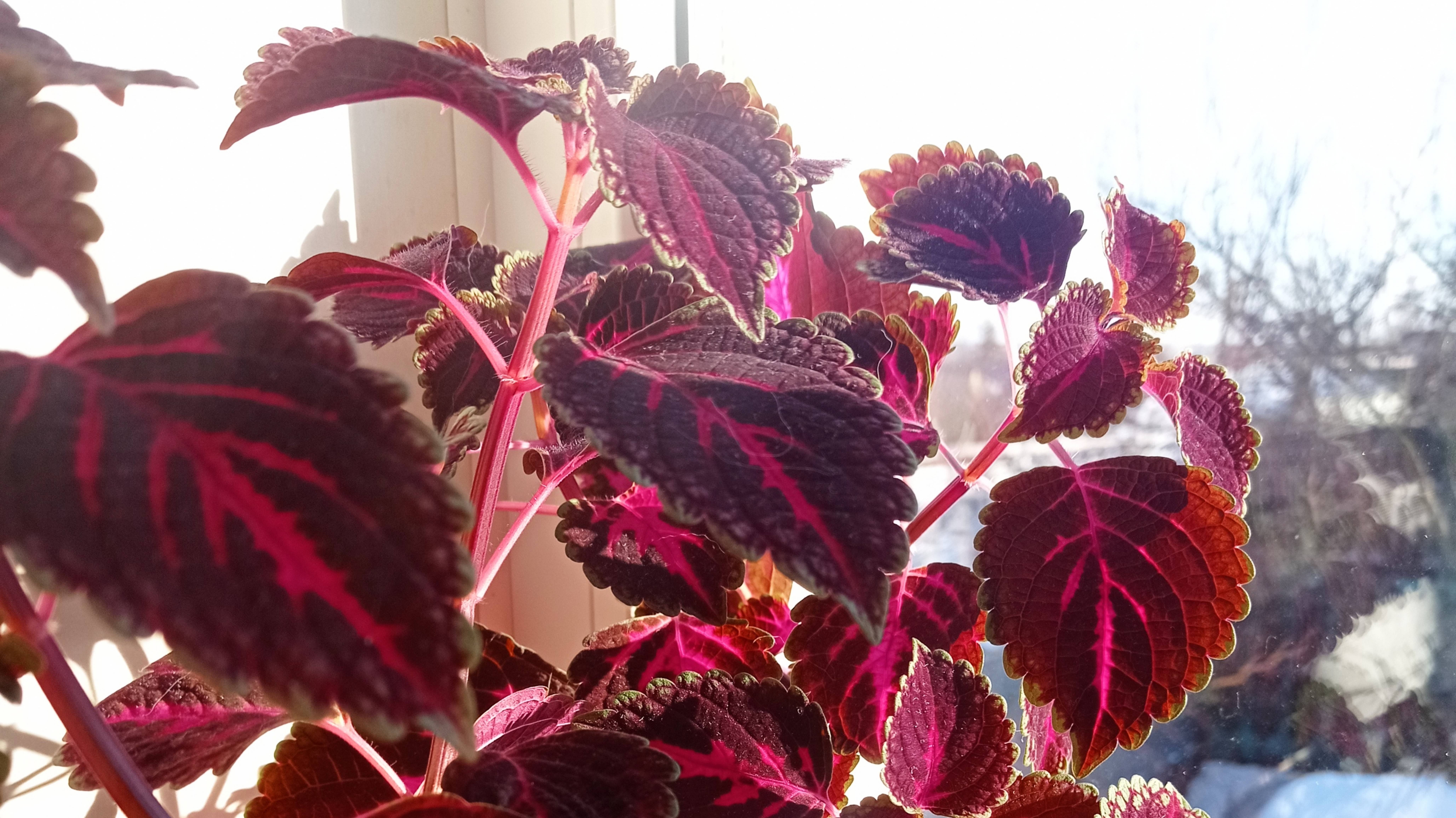 Сею землянику (клубнику) на рассаду. Виолы мало сеем ещё.