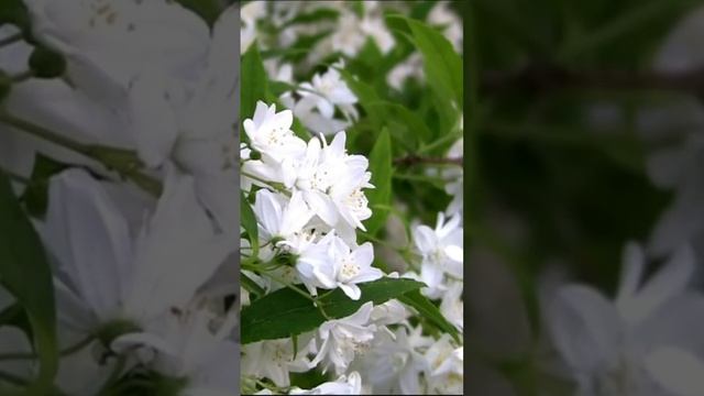 Дейция. Дмитрий Шлапак смотреть онлайн