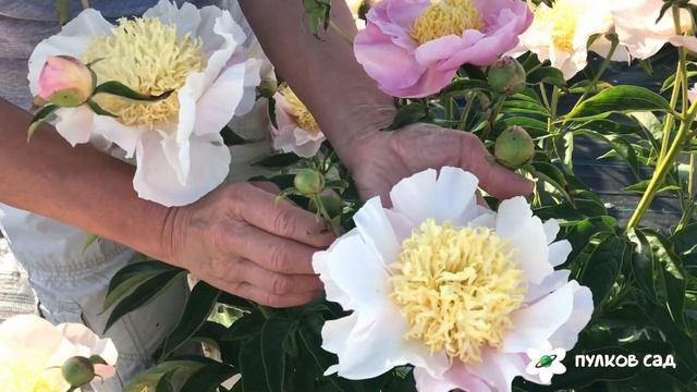 Garden Lace Peony. Гарден Лэйс пион. Пулков сад (2022 г)