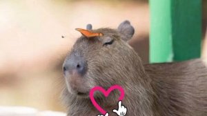 песня про капибару