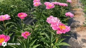 Ma petite cherie peony. Май петит шери пион