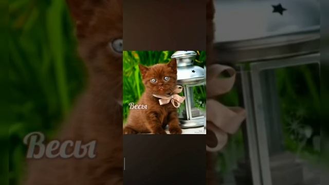 Гороскоп • котики 🩷 смотреть онлайн