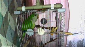 Попугай Кирюша (калита, монах, квакер) болтает ))))))