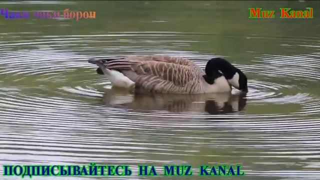 Chaki Chaki Boron смотреть онлайн