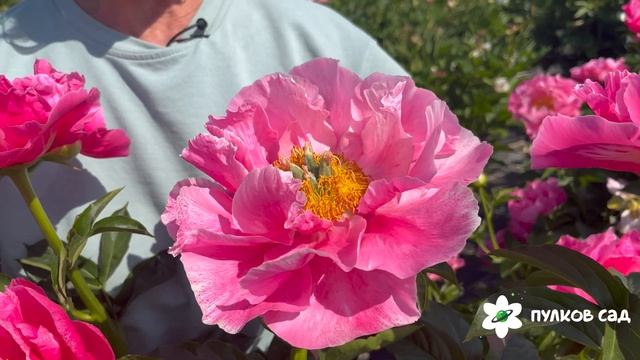 Eventide Peony. Эвентайд пион. Пулков сад