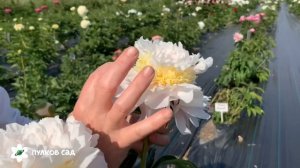 My love peony. Май лав пион. Пулков сад