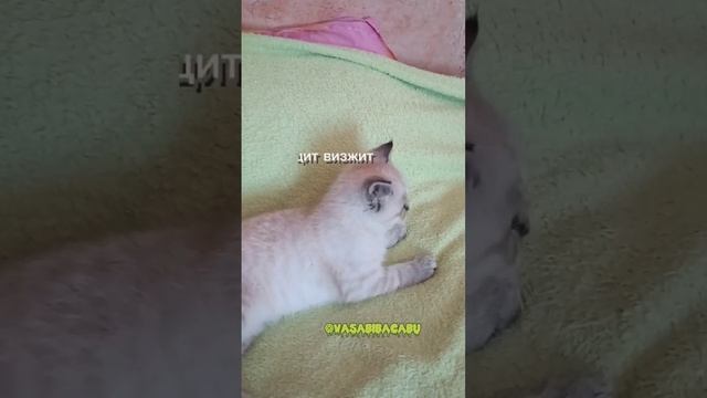 Любимка моя❤️
#братьянашименьшие#любимыепитомцы#котята