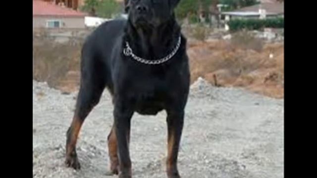 ★★★Топ 5★★★ Самых лучших сильных собак☝ смотреть онлайн