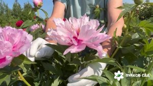 First Arrival peony. Фест Эррайвел пион. Пулков сад