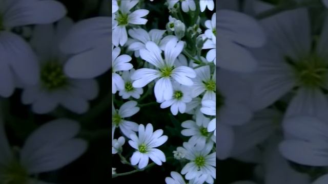 Ясколка. Дмитрий Шлапак смотреть онлайн