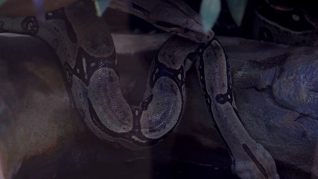 10 FRIENDLIEST Snakes That Look Very Scary! смотреть онлайн