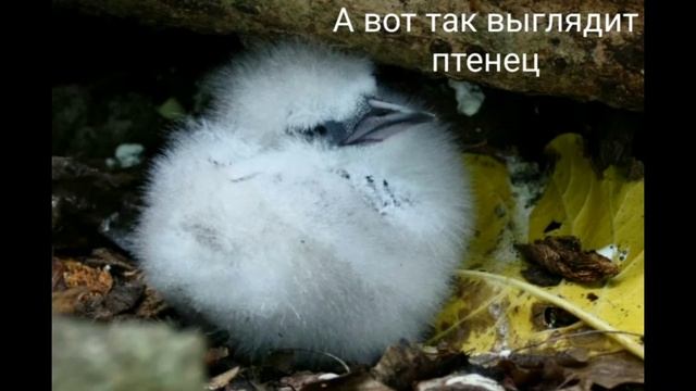 Птица фаэтон 🐦 смотреть онлайн