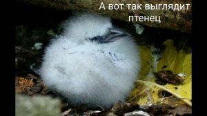 Птица фаэтон 🐦