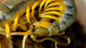 Кольчатая сколопендра, кормление и немного опыта содержания дома