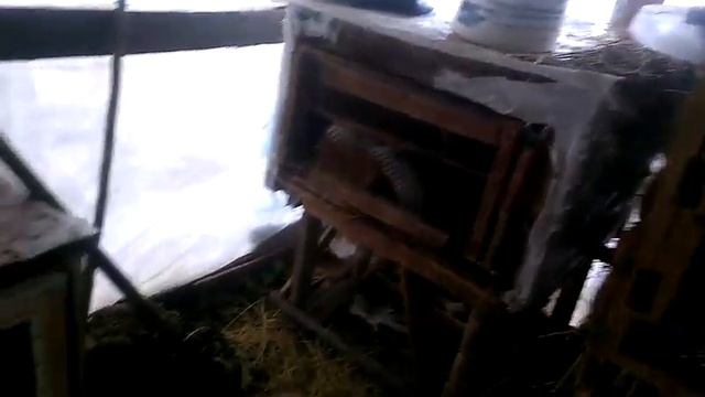 Кролики зимой. малышам третий день смотреть онлайн