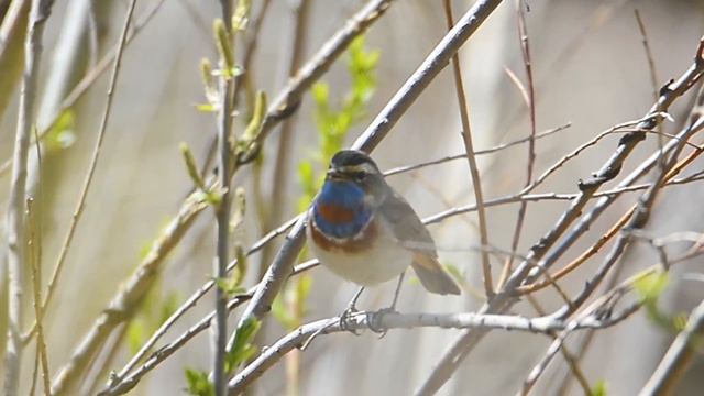 The bluethroat (Luscinia svecica) смотреть онлайн