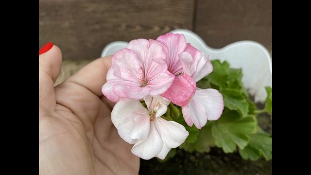 Дачные моменты, лето 2024 смотреть онлайн