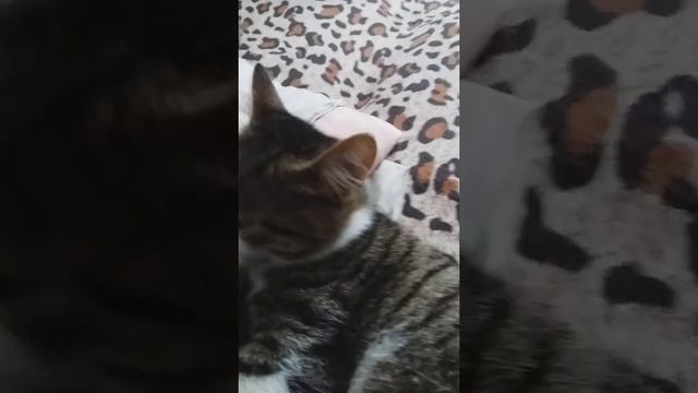 Федор лижет Симбу и ищет у него блох смотреть онлайн
