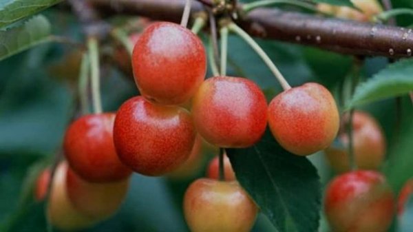 Sarı kiraz: tadı, bakımı ve sağlık faydaları