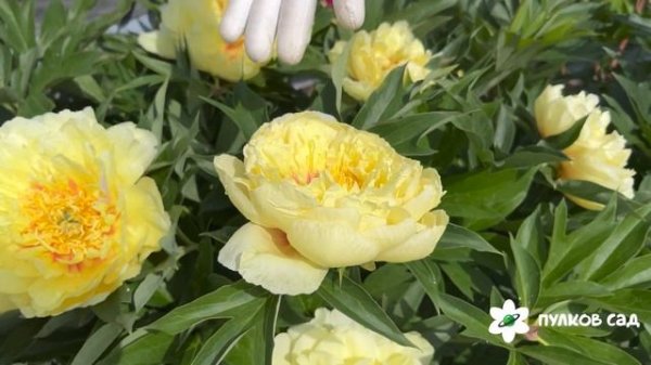 Bartzella peony. Барцелла пион. Пулков сад
