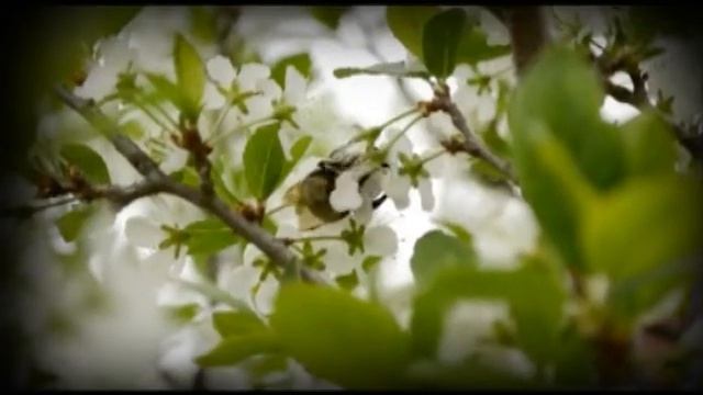 bumblbee_fin_1.avi смотреть онлайн