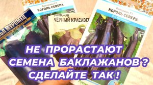 Почему не прорастают семена баклажанов? 4 причины почему не всходят семена баклажанов и что делать