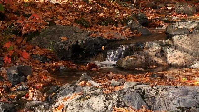 Грустная осень. Настроение — IV. Autumn Sadness. Sentimental Mood — IV. смотреть онлайн