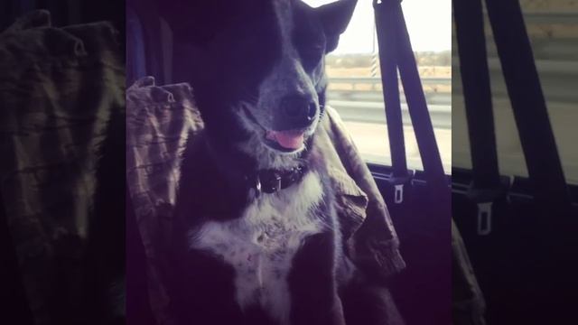 Собакен устал