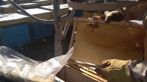 Пчеловодство.Стимуляция развития пчел весной