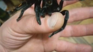 Укус паука птицееда