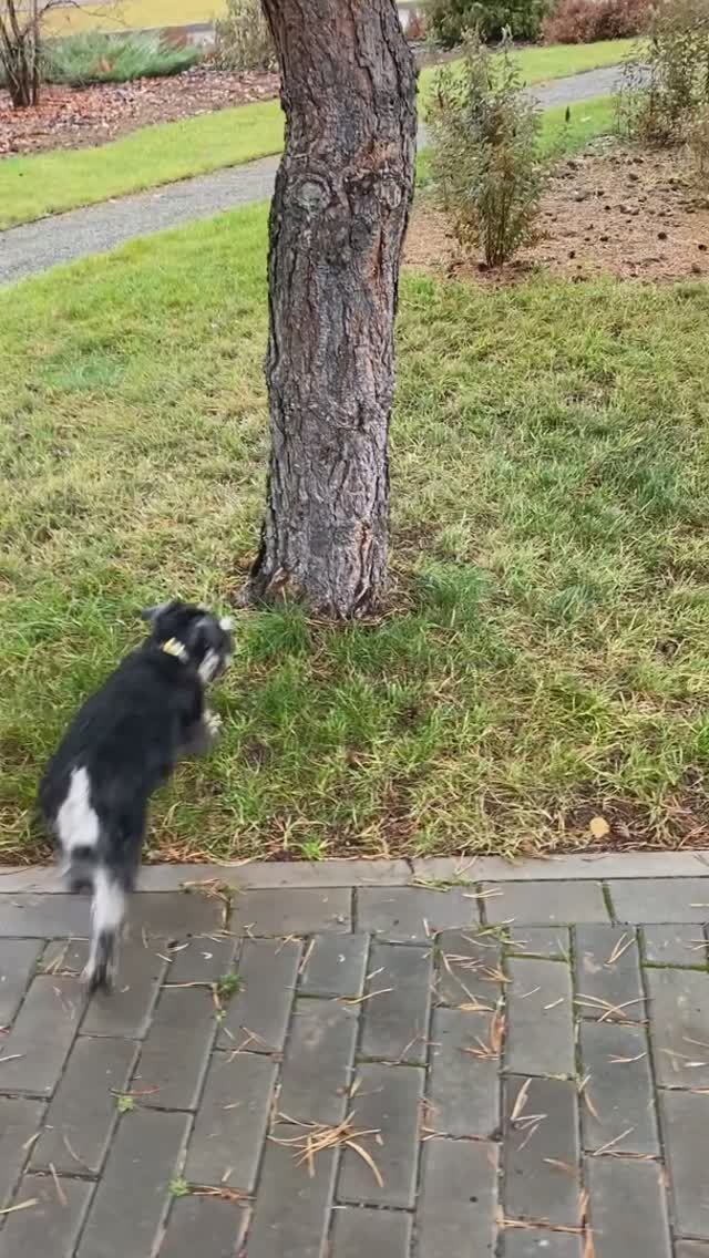 Цвергшнауцер#дрессировка#трюкиссобакой смотреть онлайн