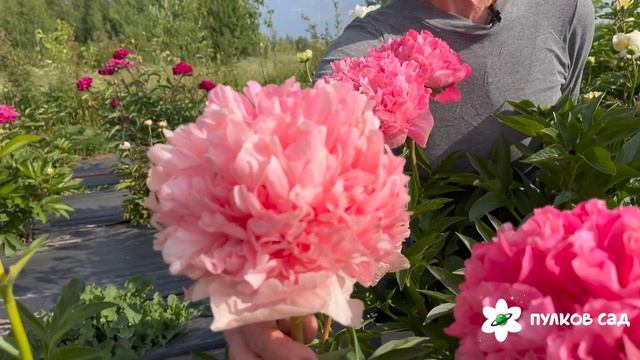 Command Performace peony. Комманд Перфоманс пион. Пулков сад смотреть онлайн