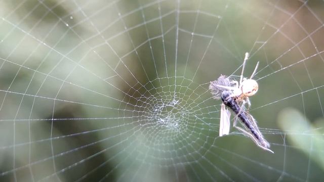 Паук кругопряд Mangora acalypha на охоте смотреть онлайн