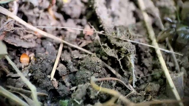 Паук Atypus muralis смотреть онлайн