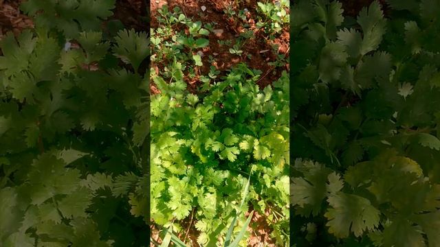 Fresh Coriander🍀In The Garden .#shortsvideo #shortvideo #short #shorts смотреть онлайн