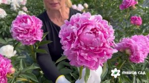 Clemenceau peony. Клемансо пион. Пулков сад