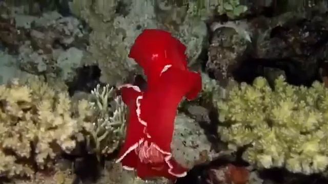 💃 Испанский танцорИспанский танцор, научное название Hexabranchus sanguineus смотреть онлайн