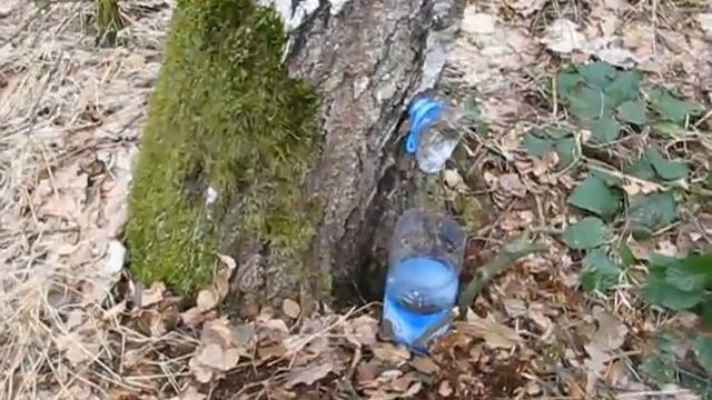 Сбор берёзового сока смотреть онлайн