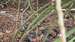 Розы после зимы почернели? Причины.