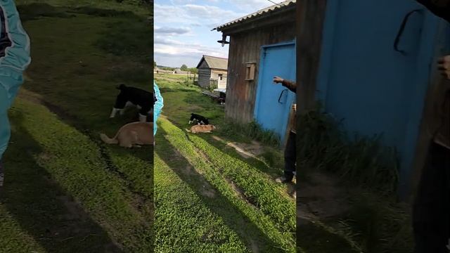 Редкодубье(Ардатовский р-н)-(3).Душевно пообщались с родственниками Мишина Николая-18.05.2023г. смотреть онлайн