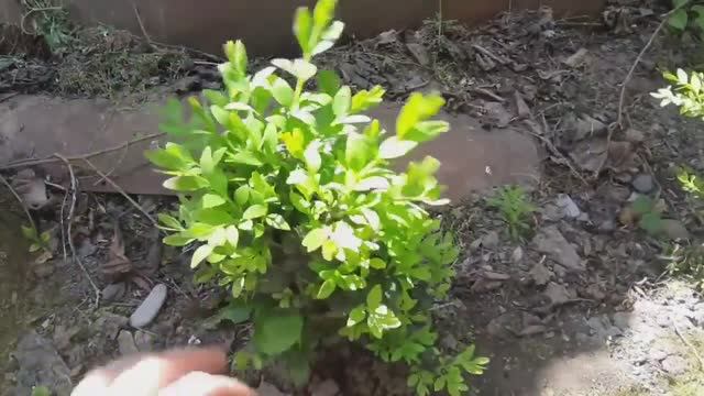 ВЫХОДНОЙ. ПРЕКРАСНАЯ ПОГОДА. ХВАСТАЮСЬ СВОИМИ РАСТЕНИЯМИ. смотреть онлайн