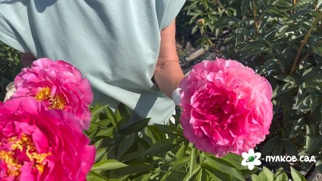 Goody Peony. Гуди пион. Пулков сад