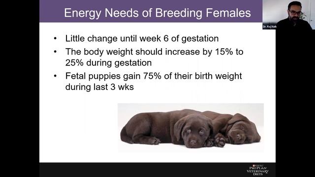 Canine Reproductive Nutrition & Pediatrics Webinar Presented by Purina Pro Plan right here смотреть онлайн