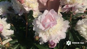 Весенняя песня пион.  Пулков сад (2022 г)