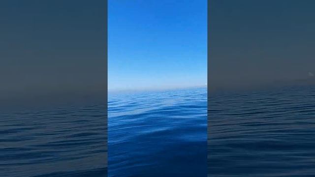 Омега,пикша ,ставрида,окунь. смотреть онлайн