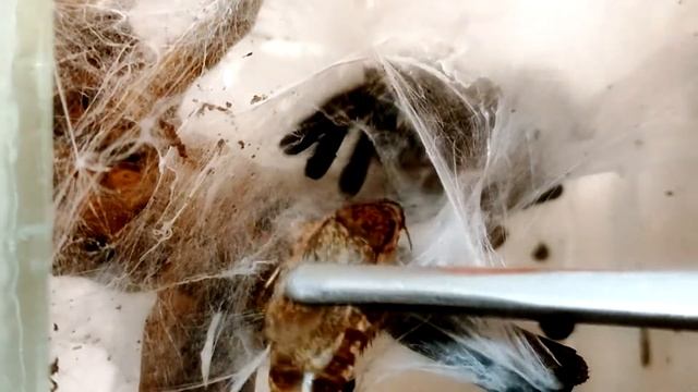 Как я паука Caribena versicolor кормил смотреть онлайн