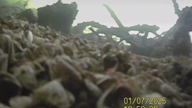 1000036539.mp4дно Волги.07.01 2025г